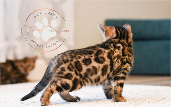 Bengal kitten for sale